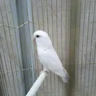 ذكر روز البينو للبيع