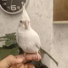 ((تم البيع))كروان البينو الييف وهدد ومغرد(مغني)