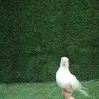 بغبغاء كروان
