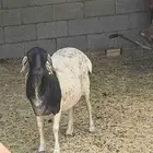 غنم