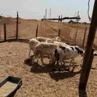 ضان حريت طيبة