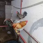 دجاج بلدي للبيع