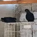للبيع الجوز صنعاوي
