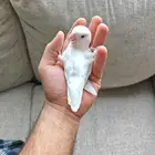 روز ألبينو عيون حمر أليف