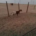 عنزه بشيه طيبه دفع