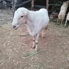فحل بلدي منتج