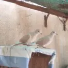 قماري يمام