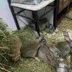 أرانب عمر 3 شهور وشهرين