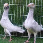 جوزين سواعي من الالوان النادره ( قراقطه )