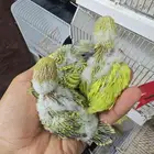 فروخ باجي جاهزه للغر