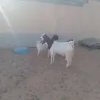 ماعز بور قت من حلال البلوي راعي مزرعة البور النقيه