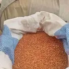حب ذره بلدي..