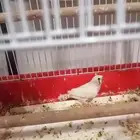 عصفور للبيع مع قفصه واكله