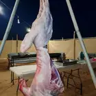 شوي ذبيحة شواء خارجي مشويات