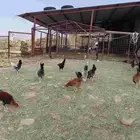 ديوك للبيع