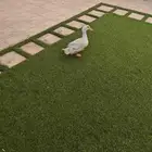 بطه للبيع