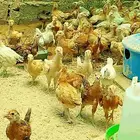 صوص بلدي