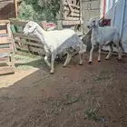 طليان