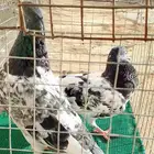 جوز حمام باكستاني دب والى