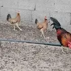 دجاج بلدي لي البيع