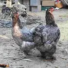 دجاج براهما