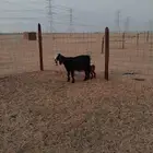 عنزه عرضيه خلفه