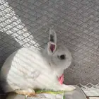 ارنب قزم نذرلاند