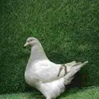حمام فرش موندين