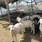 طليان حري ذبايح