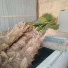 نخل واشنطن أمريكي اللبيع