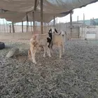 رخال سواكنيات مهجنه بحري