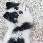 كلبه لي بيع اللي حاب يشتري يكلمني جنس انثي