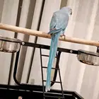 درة هولندي لون مميز