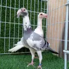 أجواز مستويات للبيع