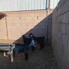 تيوس للبيع
