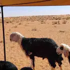 فحل مشروط