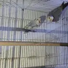 السلام عليكم للبيع طيور ثلاث اجواز روز ازرق وابيض منتجه