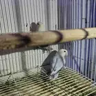 السلام عليكم للبيع جوز روز منتج لون ابيض وازرق