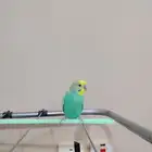 بادجي ذكر للبيع