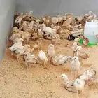 صوص بلدي