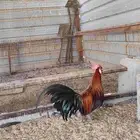 ديك فونكس