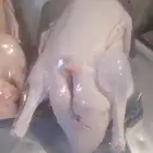 للبيع بط بكيني مذبوح