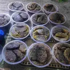 عسل طلحة وسدرة من العوص