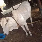 للبيع حسيلة ( انثى )