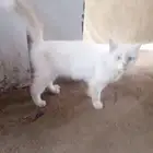 ابوعريش الجربة