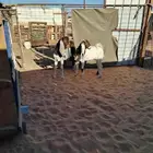 تيس وجفره هولنديه