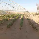 بيت محمي