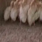 بط بكيني