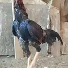 ديك وثلاث دجاج سندي
