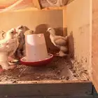 فروخ دحاج براهما عدد 30 وفروخ دجاج بلدي عدد 59